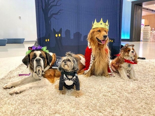 Dogilike.com :: ǡ˹ҷӧҹ! عѢӺѴءʹԹ ¤´