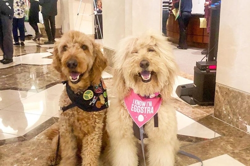 Dogilike.com :: ǡ˹ҷӧҹ! عѢӺѴءʹԹ ¤´