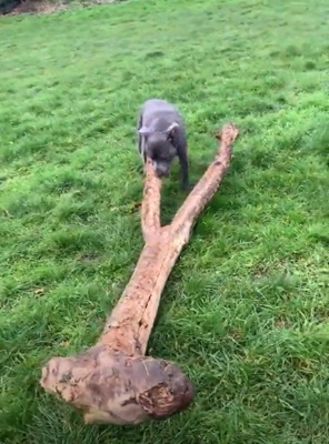 Dogilike.com :: ˹͡! ¤Իش͵ٺҢͧẺ
