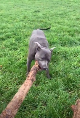 Dogilike.com :: ˹͡! ¤Իش͵ٺҢͧẺ