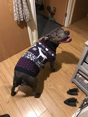 Dogilike.com :: ˹͡! ¤Իش͵ٺҢͧẺ