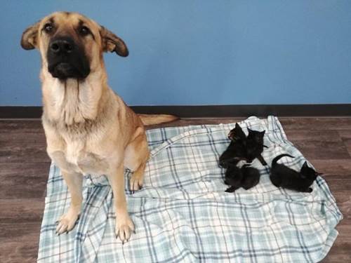 Dogilike.com :: ٺèѴŧҹ! ªԵ١ 5 㹤׹ҡ繨Ѵ