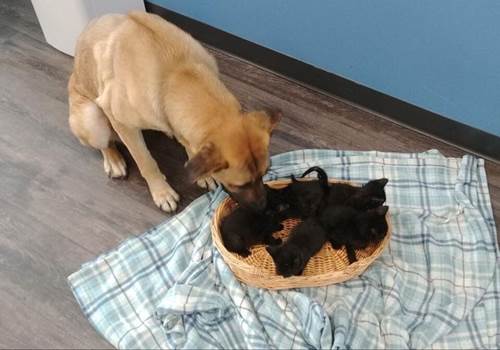 Dogilike.com :: ٺèѴŧҹ! ªԵ١ 5 㹤׹ҡ繨Ѵ