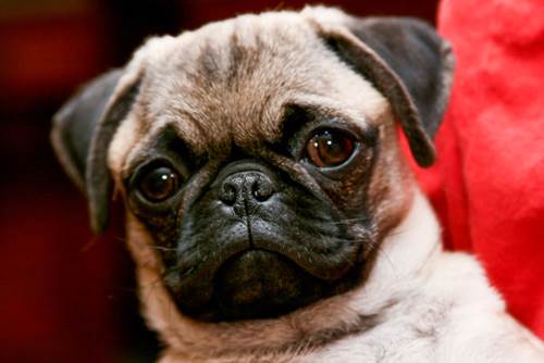 Dogilike.com :: ˹Ҿ MRI һشѡ 絺͡ 駹ѡ͹!
