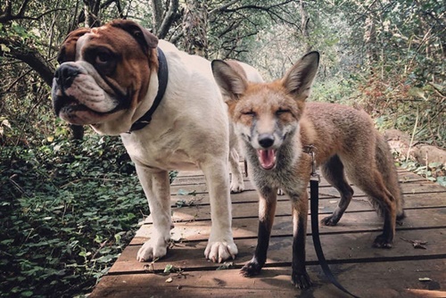 Dogilike.com :: ʹժԵ! ٺ͹ѺعѢ駨͡The Fox and the Hound