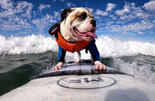 Dogilike.com :: ѡ Rothstein ٺѡ觪ҴԿ!