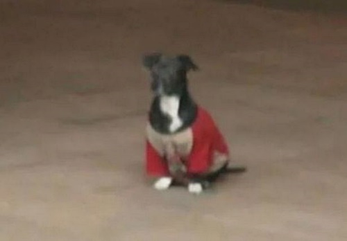 Dogilike.com :: ԻٺѵͺöҺ ˹çҺҧ!