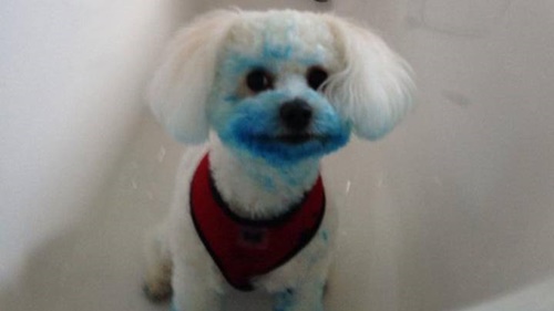 Dogilike.com :: ʺش! ҢͧʵҾٺͺͶѧШẺ