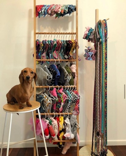 Dogilike.com :: ѡ Daisy ѪعῪѹ ͼШҢͧͧ¡!