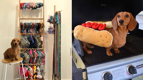 Dogilike.com :: ѡ Daisy ѪعῪѹ ͼШҢͧͧ¡!