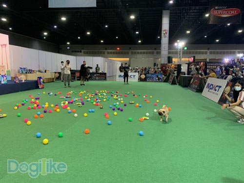 Dogilike.com :: Dogilike ҵ Thailand International Dog Show 2020 ͹ 2
