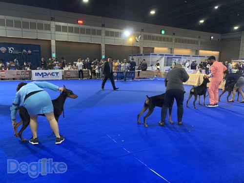 Dogilike.com :: Dogilike ҵ Thailand International Dog Show 2020 ͹ 2