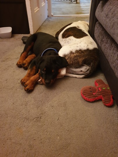 Dogilike.com :: ١ҵҺʹ١ӾѧǹҸó ⪤ҹͺ! 