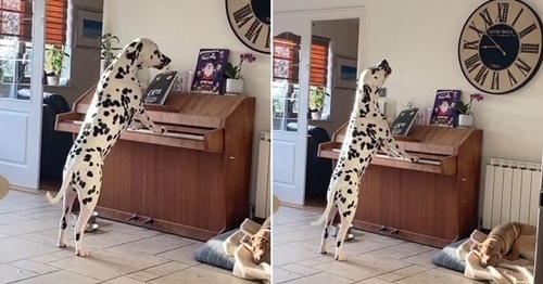 Dogilike.com :: น่ารักไม่ไหว! เจ้าของแอบถ่ายคลิปเจ้าตูบทั้งร้องทั้งเล่นเปียโน(คลิป)