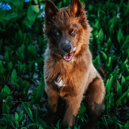 Dogilike.com :: µ֧! 䫺¹ չӵšѺԹҧ 48 ͧѰ