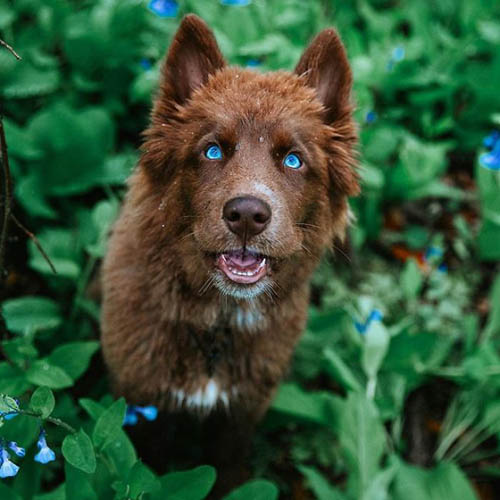 Dogilike.com :: µ֧! 䫺¹ չӵšѺԹҧ 48 ͧѰ