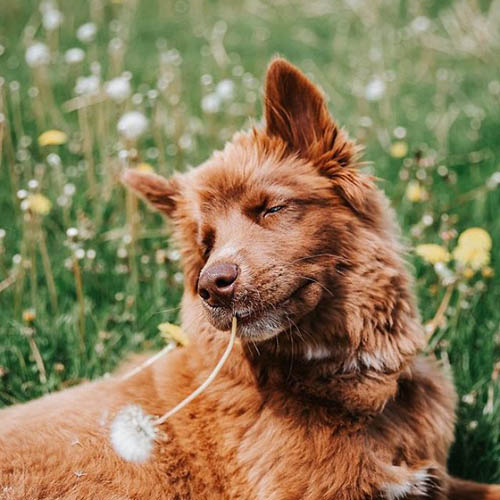 Dogilike.com :: µ֧! 䫺¹ չӵšѺԹҧ 48 ͧѰ