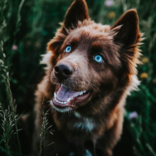 Dogilike.com :: µ֧! 䫺¹ չӵšѺԹҧ 48 ͧѰ
