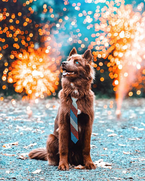 Dogilike.com :: µ֧! 䫺¹ չӵšѺԹҧ 48 ͧѰ