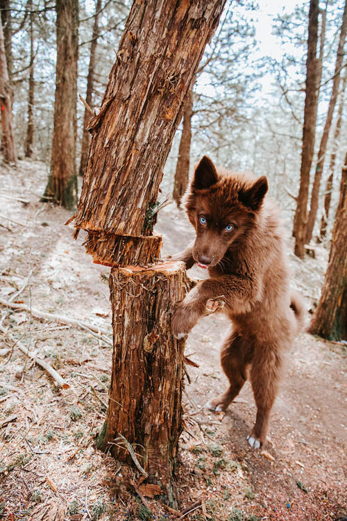 Dogilike.com :: µ֧! 䫺¹ չӵšѺԹҧ 48 ͧѰ