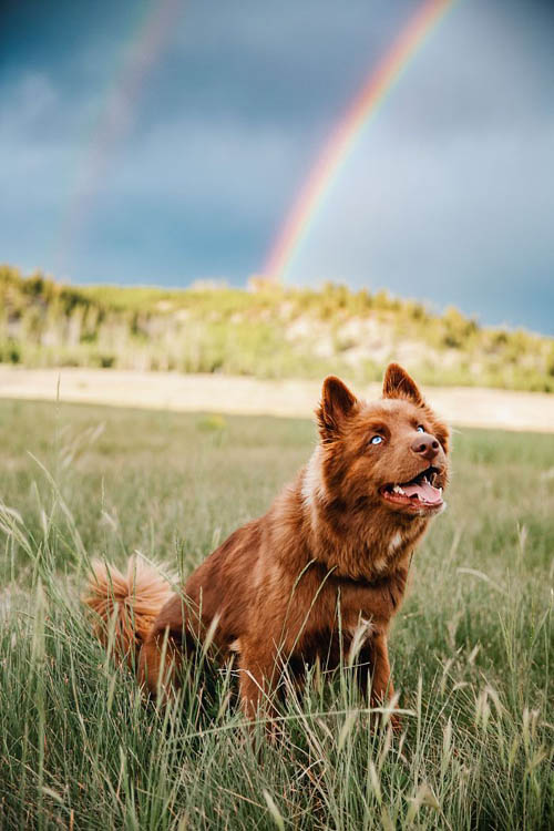 Dogilike.com :: µ֧! 䫺¹ չӵšѺԹҧ 48 ͧѰ