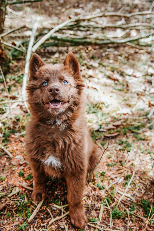 Dogilike.com :: µ֧! 䫺¹ չӵšѺԹҧ 48 ͧѰ