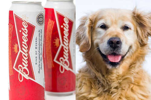 Dogilike.com :: Ѵ͹Ѻȡ Ҿҵٺ价ºлͧ! 
