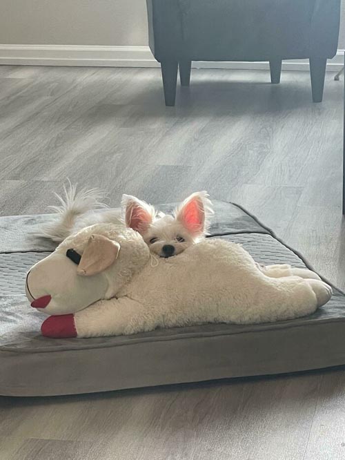 Dogilike.com :: Ҿѡ! ͧҹͧǡѺͧشǧ