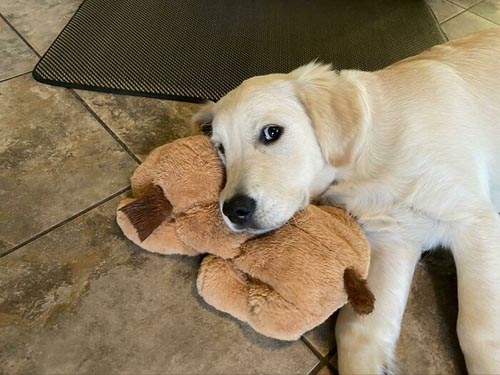 Dogilike.com :: Ҿѡ! ͧҹͧǡѺͧشǧ