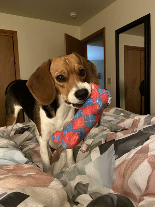 Dogilike.com :: Ҿѡ! ͧҹͧǡѺͧشǧ