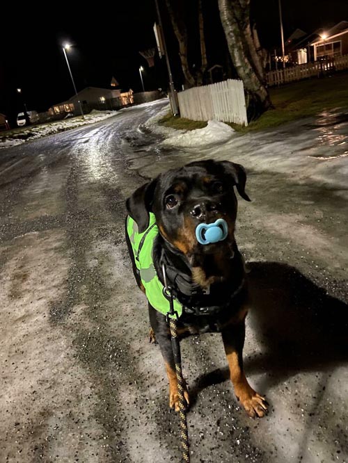 Dogilike.com :: Ҿѡ! ͧҹͧǡѺͧشǧ