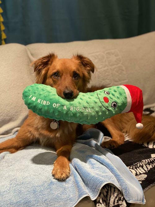 Dogilike.com :: Ҿѡ! ͧҹͧǡѺͧشǧ