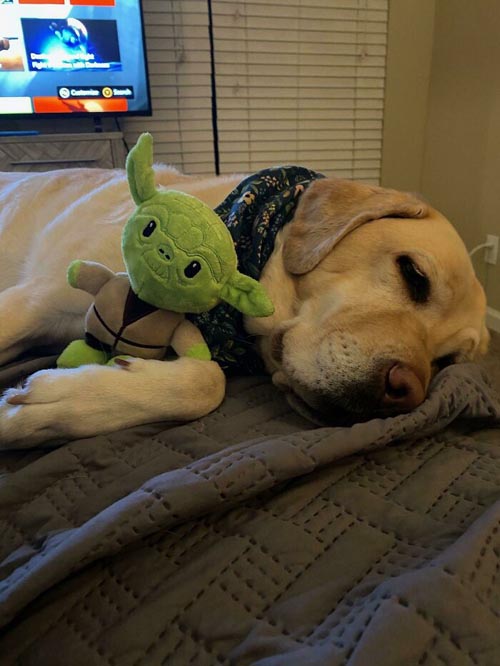 Dogilike.com :: Ҿѡ! ͧҹͧǡѺͧشǧ