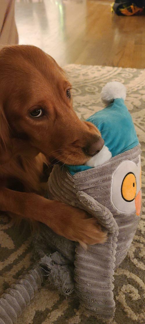 Dogilike.com :: Ҿѡ! ͧҹͧǡѺͧشǧ