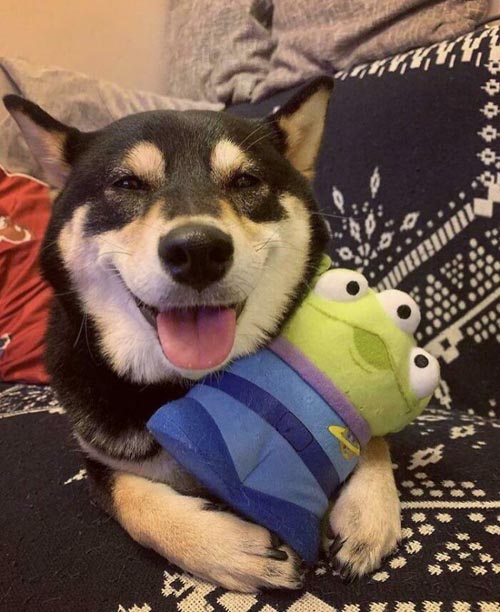 Dogilike.com :: Ҿѡ! ͧҹͧǡѺͧشǧ