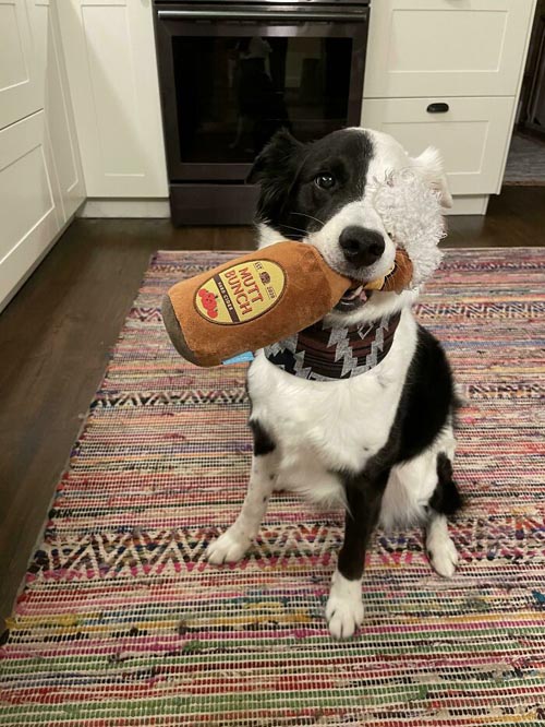 Dogilike.com :: Ҿѡ! ͧҹͧǡѺͧشǧ
