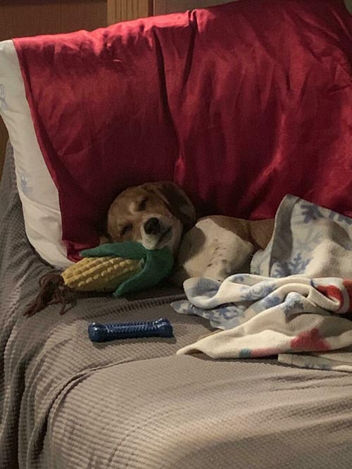 Dogilike.com :: Ҿѡ! ͧҹͧǡѺͧشǧ