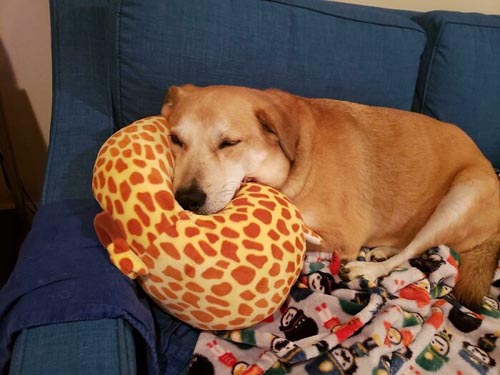 Dogilike.com :: Ҿѡ! ͧҹͧǡѺͧشǧ