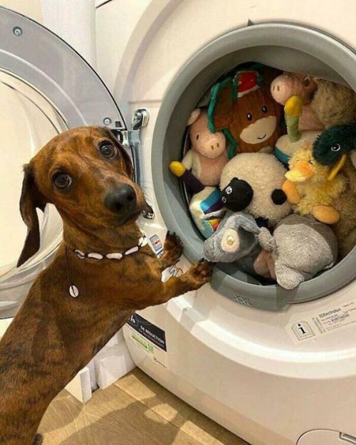 Dogilike.com :: Ҿѡ! ͧҹͧǡѺͧشǧ