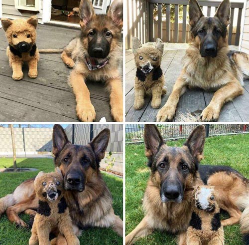 Dogilike.com :: Ҿѡ! ͧҹͧǡѺͧشǧ