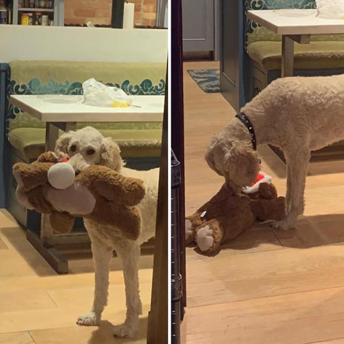 Dogilike.com :: Ҿѡ! ͧҹͧǡѺͧشǧ
