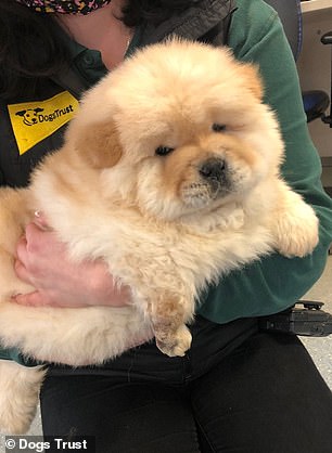 Dogilike.com :: طó١͹Ź ͢Ҵǹ觡Ѻ׹!