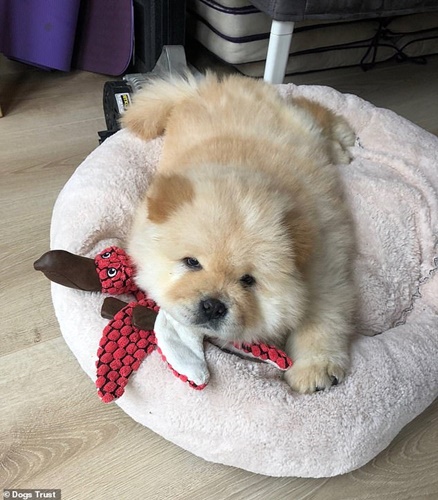 Dogilike.com :: طó١͹Ź ͢Ҵǹ觡Ѻ׹!