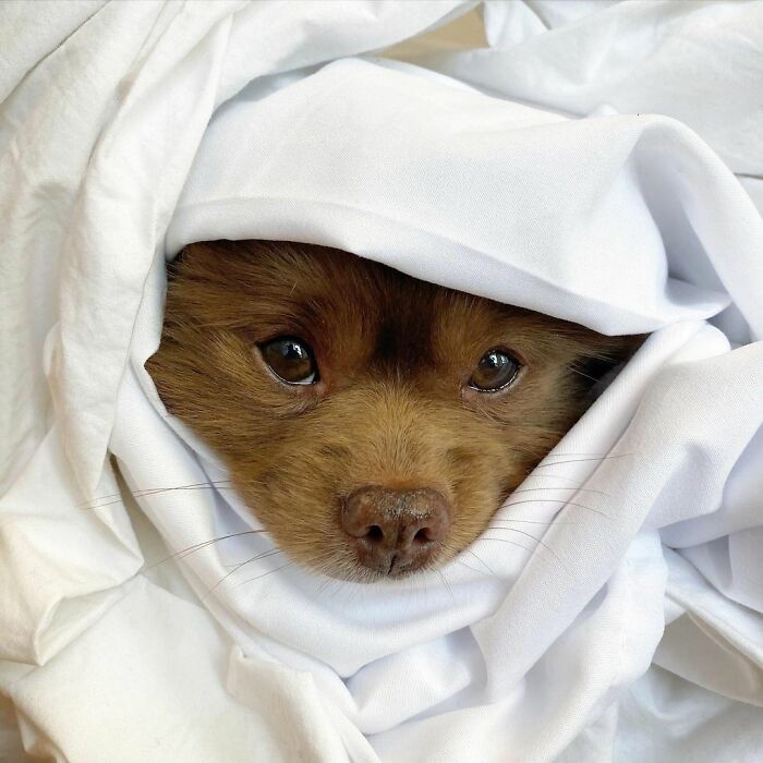 Dogilike.com :: Ѻ§һ ѧ١ʹԴҵ˭!