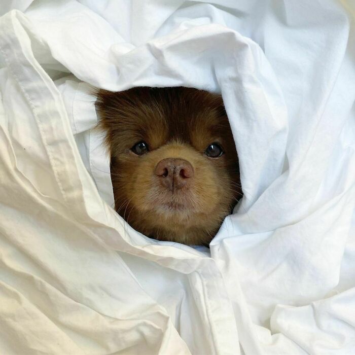 Dogilike.com :: Ѻ§һ ѧ١ʹԴҵ˭!