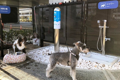 Dogilike.com :: ʹԹԴ⫹ѡ͹ҵٺ Ŵ´͹Թҧ!