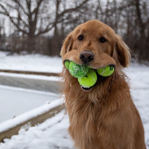 Dogilike.com :: ѡ! Finley ٺҺ١෹зشغʶԵš