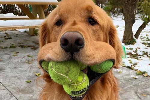 Dogilike.com :: ѡ! Finley ٺҺ١෹зشغʶԵš