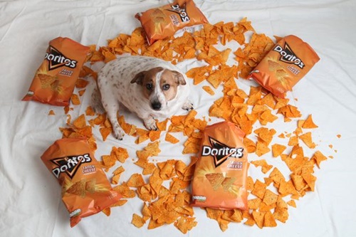 Dogilike.com :: ʹ! Ңͧµ͹͢ ӵٺ˹ѡԹ