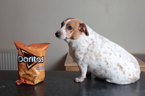 Dogilike.com :: ʹ! Ңͧµ͹͢ ӵٺ˹ѡԹ